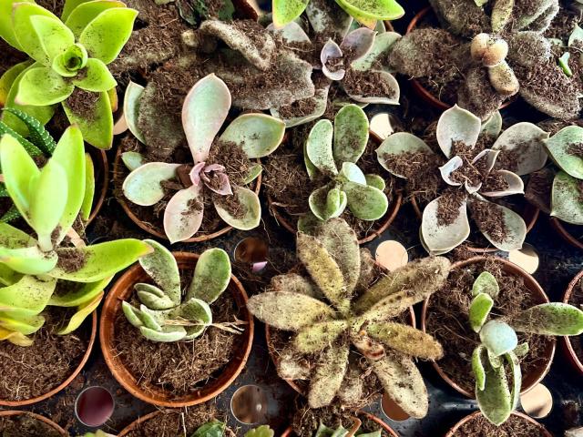 Several potted succulents arranged in a grid